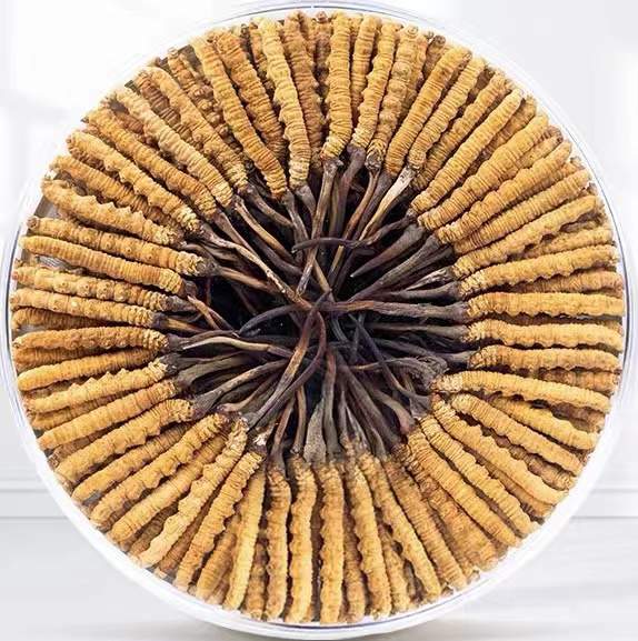 黄岩冬虫夏草回收